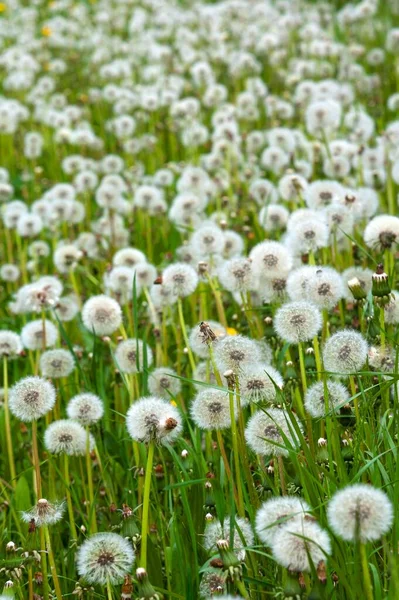 Koule Zvadlá Pampeliška Taraxacum Sect Ruderalia Louce Bavorsko Německo Evropa — Stock fotografie