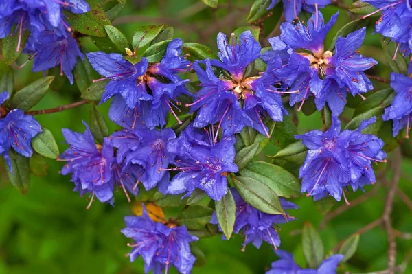 Azul Azalea Flores Azalea Baviera Alemanha Europa — Fotografia de Stock