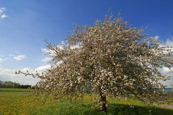 Blossoming Apple Tree Malus Domestica Бавария Германия Европа — стоковое фото