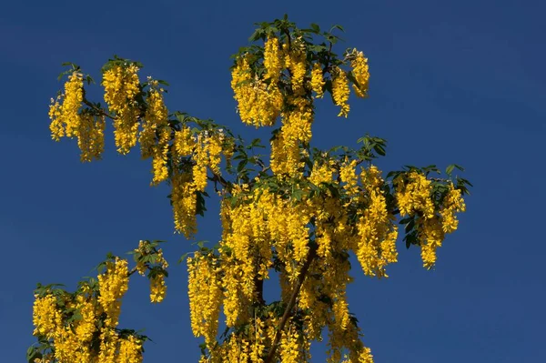 Blossoming Golden Chain Laburnum Bavaria Germania Europa — Fotografie, imagine de stoc