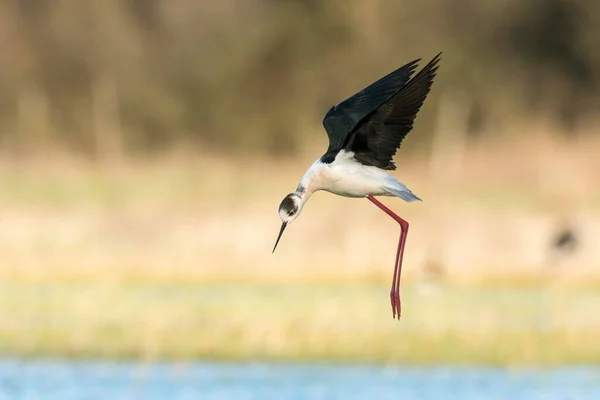 Zwartvleugelstilt Himantopus Himantopus Vlucht Nationaal Park Lake Neusiedl Burgenland Oostenrijk — Stockfoto