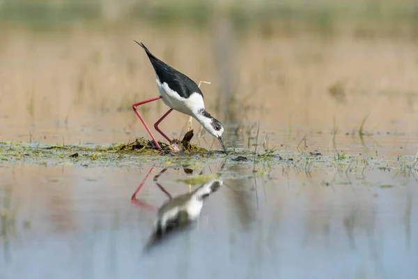 Zwarte Stilt Himantopus Himantopus Die Een Nest Bouwt Lake Neusiedl — Stockfoto