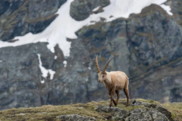 Alpine Ibex Capra Ibex High Tauern National Park Caríntia Áustria — Fotografia de Stock