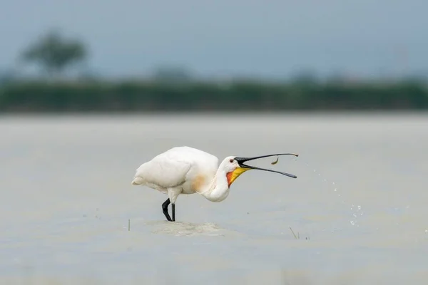 Łyżka Platalea Leucorodia Poławianymi Rybami Park Narodowy Jezioro Neusiedl Burgenland — Zdjęcie stockowe