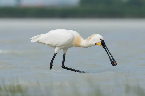 Spoonbill Platalea Leucorodia Parque Nacional Del Lago Neusiedl Burgenland Austria — Foto de Stock