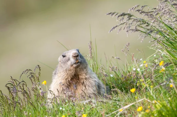 Marmota Alpina Marmota Marmota Tirol Austria Europa — Foto de Stock