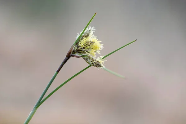 Közös Gyapotfű Eriophorum Angustifolium Virágzás Emsland Alsó Szászország Németország Európa — Stock Fotó