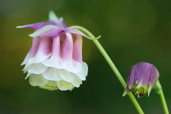 Columbine Aquilegia Hybrides Emsland Basse Saxe Allemagne Europe — Photo