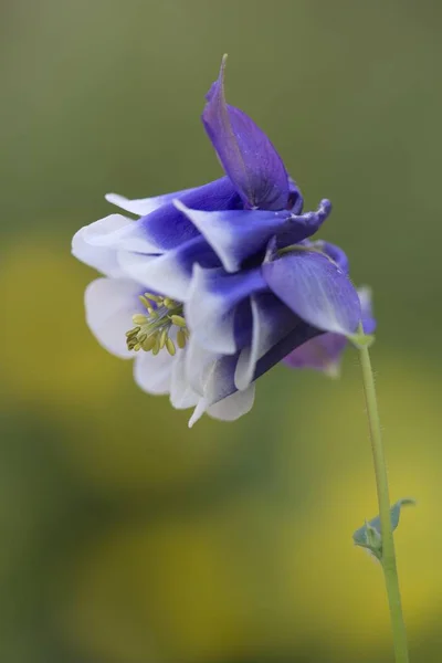 Columbine Aquilegia Breads Emsland Lower Saxony Germany Europe — 스톡 사진