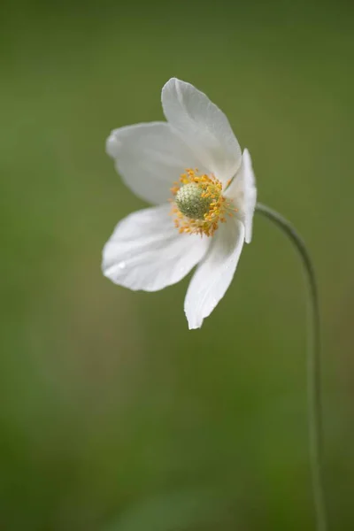 Anémona Nieve Anemone Sylvestris Reserva Natural Rothenstein Turingia Alemania Europa — Foto de Stock