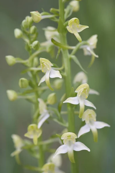 Platanthera Chloranantha Rothenstein Nature Reserve Thuringia Germany Europe — 스톡 사진