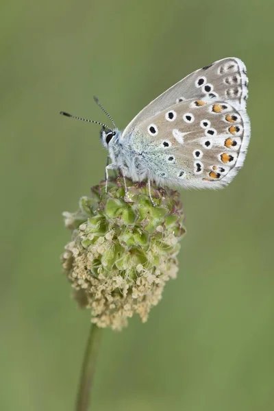 Amanda Blue Plebicula Amanda Männchen Naturschutzgebiet Rothenstein Thüringen Deutschland Europa — Stockfoto