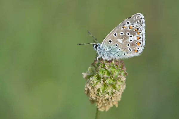 Amanda Blue Plebicula Amanda Mâle Réserve Naturelle Rothenstein Thuringe Allemagne — Photo