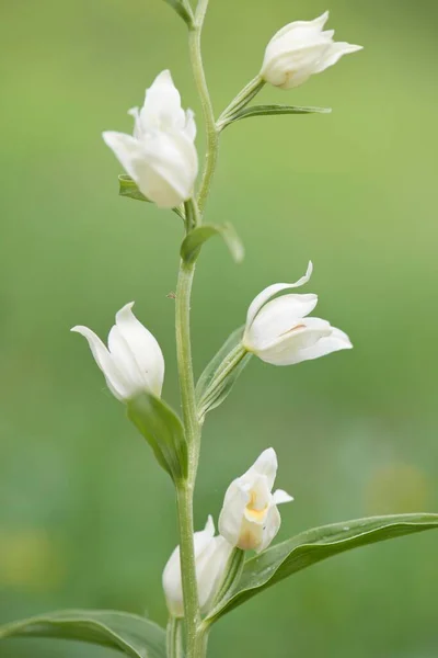 White Helleborine Platanthera Damasonium Cagar Alam Rothenstein Thuringia Jerman Eropa — Stok Foto