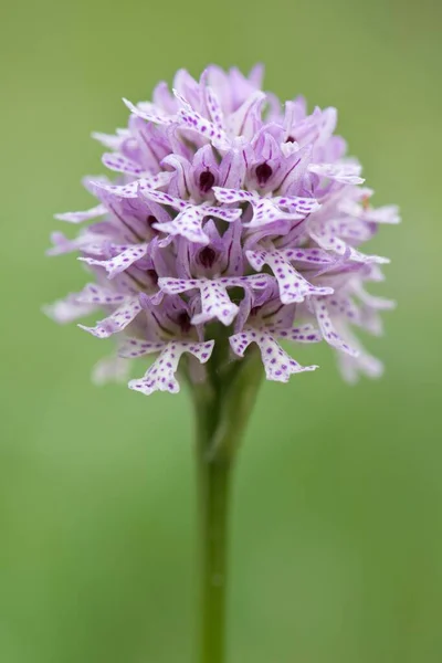 Трехзубчатая Орхидея Orchis Tridentata Neotina Tridentata Заповедник Ротенштайн Тюрингия Германия — стоковое фото