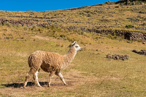 Alpaka Vicugna Pacos Umayo Puno Region Peru Südamerika — Stockfoto