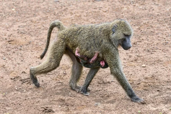 アヌビス バブーンまたはオリーブ バブーン Papio Anubis 赤ちゃんを持つ母親 アーシャ国立公園 タンザニア アフリカ — ストック写真
