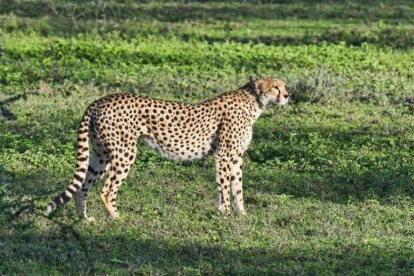 Cheetah Acinonyx Jubatus Serengeti Tanzania Africa — Foto Stock
