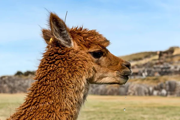 Alpaka Vicugna Pacos Der Nähe Von Cusco Peru Südamerika — Stockfoto