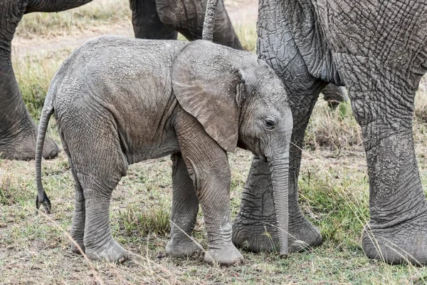 Vitello Elefante Africano Loxodonta Africana Masai Mara National Reserve Kenya — Foto Stock