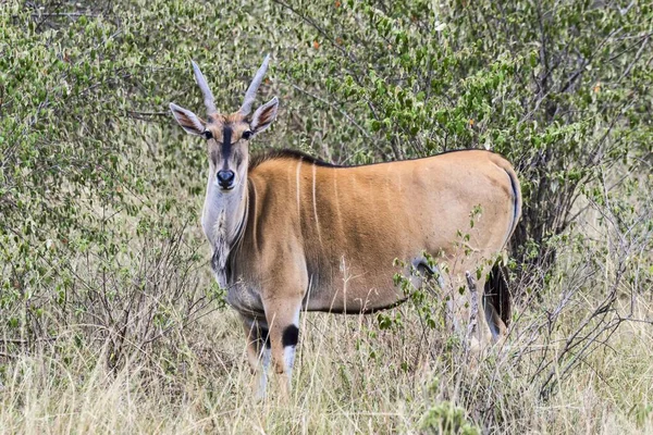 Κοινή Taurotragus Oryx Masai Mara National Reserve Κένυα Αφρική — Φωτογραφία Αρχείου