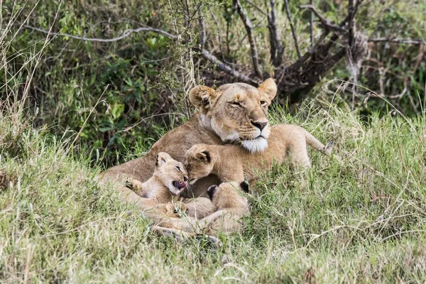 Löwin Panthera Leo Mit Jungen Masai Mara National Reserve Kenia — Stockfoto