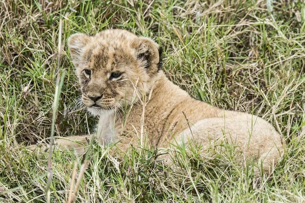 Löwenjunge Panthera Leo Masai Mara Nationalreservat Kenia Afrika — Stockfoto