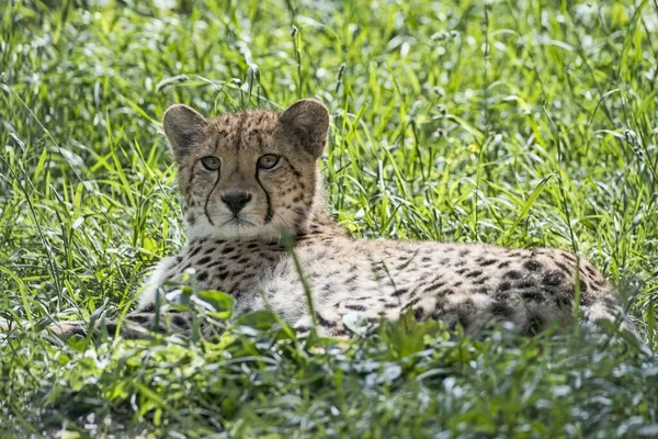 Gepárd Acinonyx Jubatus Fogságban Fűben Fekve — Stock Fotó