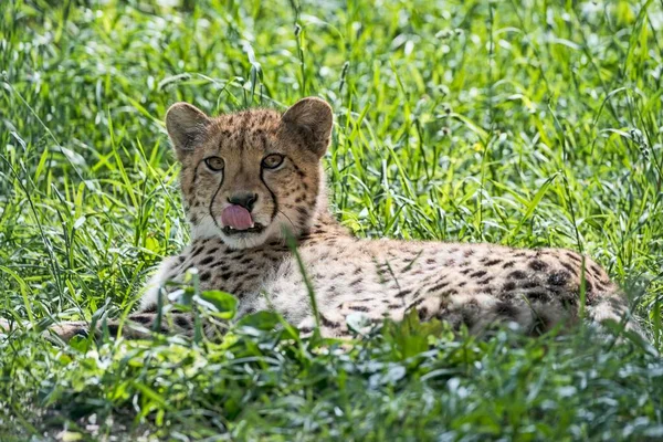 Gepárd Acinonyx Jubatus Fogságban Fűben Fekve — Stock Fotó