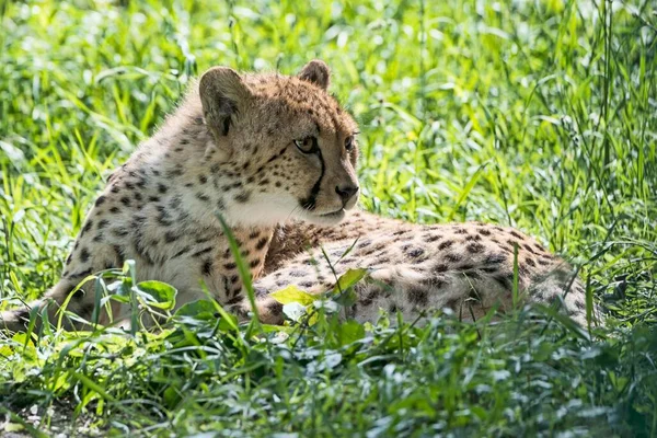 Cheetah Acinonyx Jubatus Αιχμαλωσία Ξαπλωμένη Στο Γρασίδι — Φωτογραφία Αρχείου