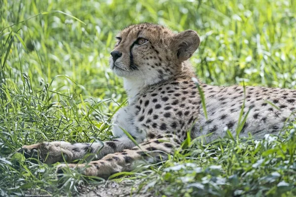 Cheetah Acinonyx Jubatus Αιχμαλωσία Ξαπλωμένη Στο Γρασίδι — Φωτογραφία Αρχείου