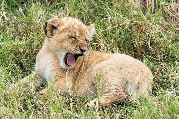 León Panthera Leo Cachorro Bostezo Maasai Mara Kenia África — Foto de Stock