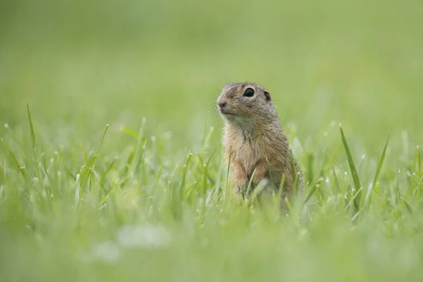 Wiewiórka Europejska Spermophilus Citellus Łące Dolna Austria Austria Europa — Zdjęcie stockowe