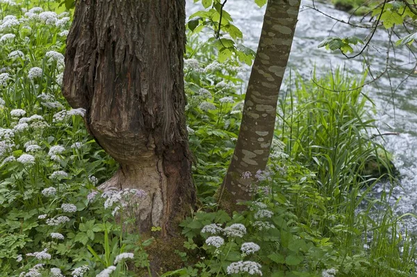 Biberschäden Abgenagter Baumstamm — Stockfoto