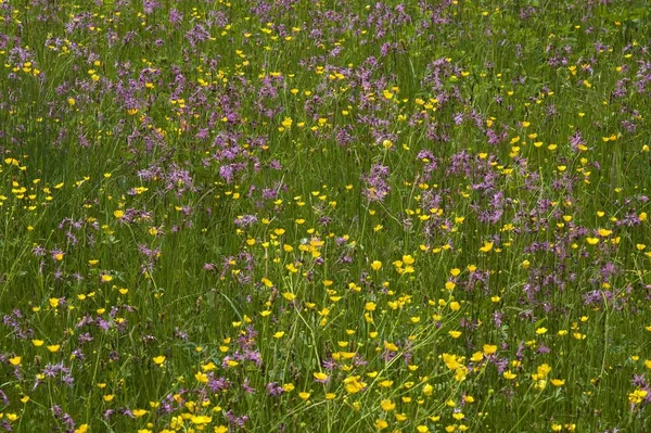 Blühwiese Mit Rotkehlchen Lychnis Flos Cuculi Und Butterblumen Ranunculus Acris — Stockfoto