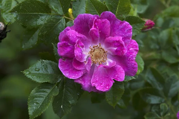 Fleur Une Rose Sauvage Rosa Avec Gouttes Eau Bavière Allemagne — Photo