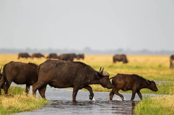 Przylądek Buffalo Syncerus Caffer Caffer Samica Cielęciem Przecinająca Strumień Bagnach — Zdjęcie stockowe