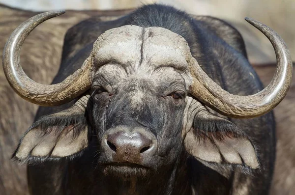 ケープバッファロー Syncerus Caffer Caffer 雄牛のクローズアップ オカバンゴデルタ モレミゲームリザーブ ボツワナ アフリカ — ストック写真