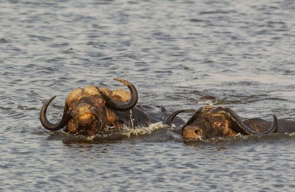 博茨瓦纳 乔布国家公园 布法罗角 Syncerus Caffer Caffer 两只公牛和一头奶牛游过乔布河 — 图库照片