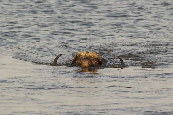 Cape Buffalo Syncerus Caffer Caffer Touro Nadando Pelo Rio Chobe — Fotografia de Stock