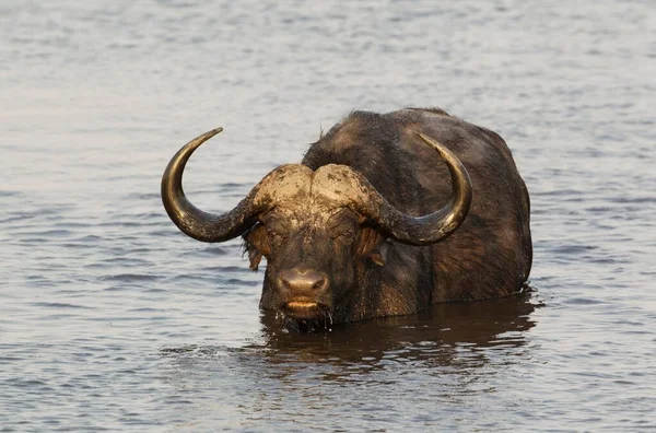 Cape Buffalo Syncerus Caffer Caffer Bulle Schwamm Gerade Durch Den — Stockfoto
