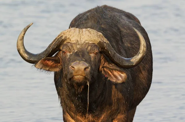 Cape Buffalo Syncerus Caffer Caffer Touro Rio Chobe Parque Nacional — Fotografia de Stock