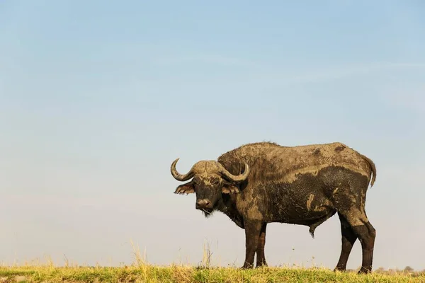 Cape Buffalo Syncerus Caffer Caffer Бик Березі Річки Чоб Сфотографований — стокове фото