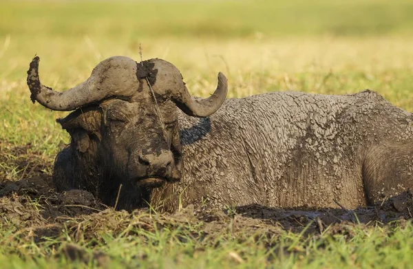 Cape Buffalo Syncerus Caffer Caffer Stier Genietend Van Een Moddergat — Stockfoto