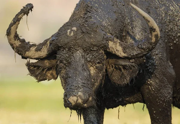 Buffalo Burnu Syncerus Caffer Caffer Boğanın Çamur Banyosu Chobe Ulusal — Stok fotoğraf