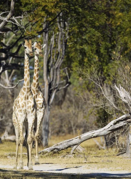 Girafa Sul Giraffa Camelopardalis Giraffa Atentamente Observando Okavango Delta Moremi — Fotografia de Stock