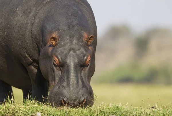 Ιπποπόταμος Hippopotamus Amphibius Βόσκηση Στις Όχθες Του Ποταμού Chobe Εθνικό — Φωτογραφία Αρχείου