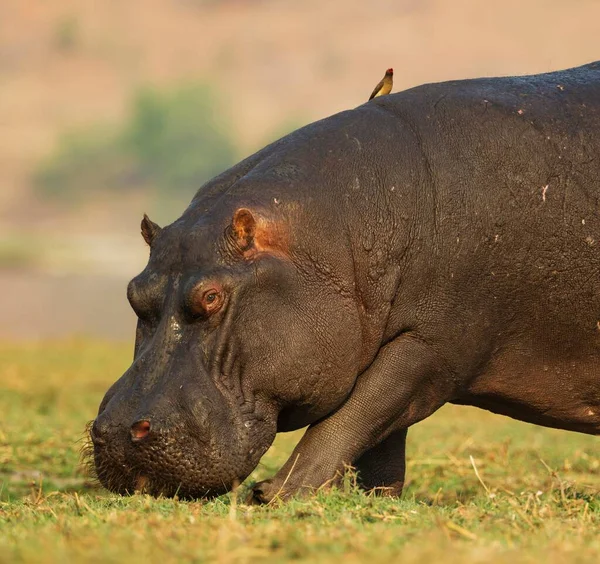 Hippopotamus Hippopotamus Amfibi Chobe Nehri Kıyısında Otlayan Boğa Sırtında Kırmızı — Stok fotoğraf