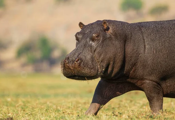 Ippopotamo Hippopotamus Amphibius Toro Infastidito Sulla Riva Del Fiume Chobe — Foto Stock