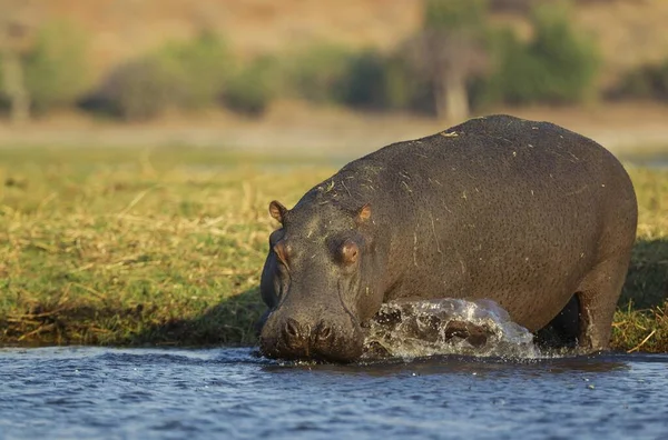 Гиппопотамус Hippopotamus Amphibius Бык Впадает Реку Чобе Национальный Парк Чобе — стоковое фото